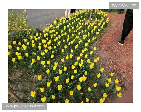 《足球奇遇记：梦想与挑战交织的绿色赛场》
